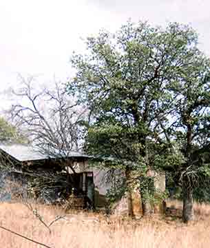Building behind trees